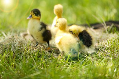 küçük sevimli ördek yavrusu