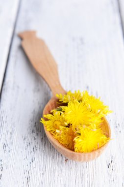 Dandelions tahta kaşık içinde