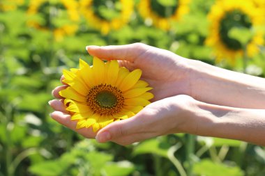 elinde güzel ayçiçeği