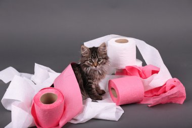 oynarken sevimli kedi yavrusu
