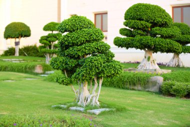 Güzel ağaç parkı