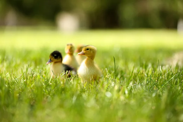 Little cute ducklings — Stock Photo, Image