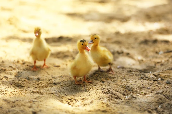 Niewiele cute kaczki — Zdjęcie stockowe