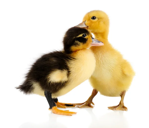 Little cute ducklings — Stock Photo, Image