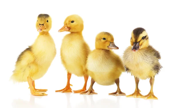 Pequeños patitos lindos aislados en blanco — Foto de Stock