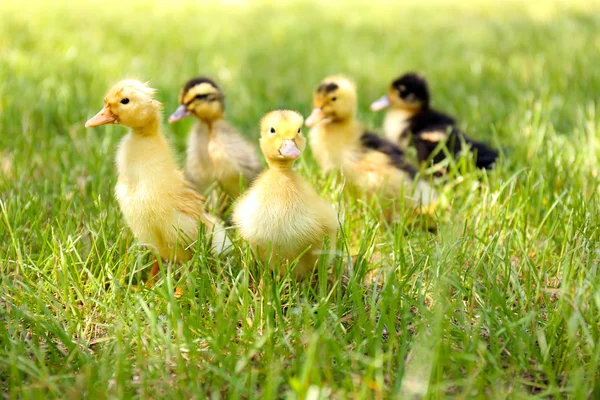 Piccoli simpatici anatroccoli su erba verde, all'aperto — Foto Stock