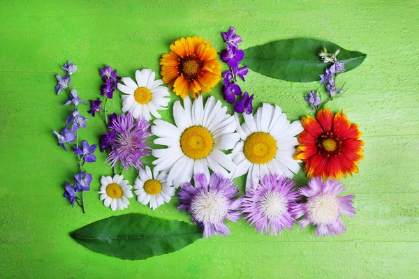 Diversi bellissimi fiori selvatici — Foto Stock