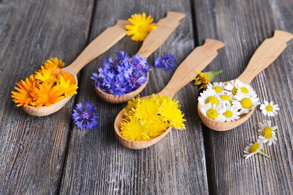 Fresh medical herbs — Stock Photo, Image