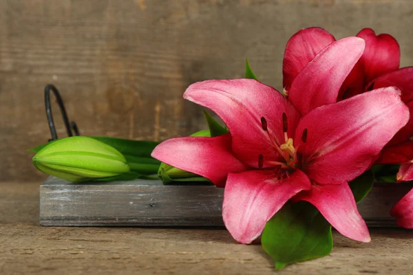 Hermoso lirio rojo — Foto de Stock