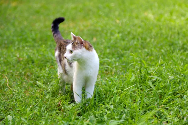 Schöne Katze auf grünem Gras — Stockfoto