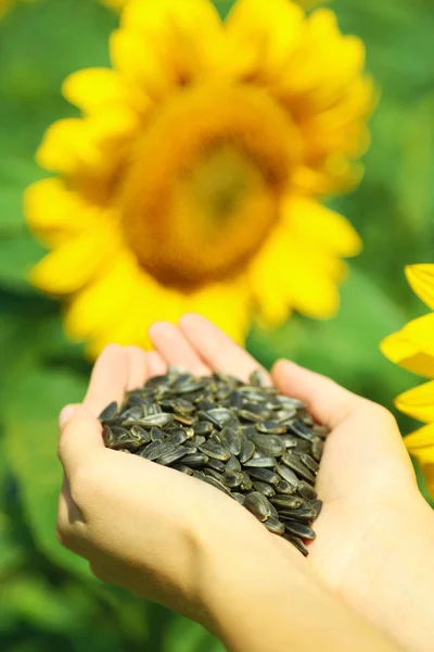 Hands with sunflower seeds — Stock Photo, Image