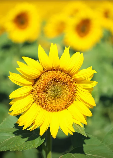 Bellissimo campo di girasoli — Foto Stock