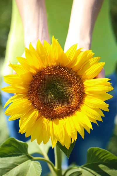 Krásné slunečnice v rukou — Stock fotografie