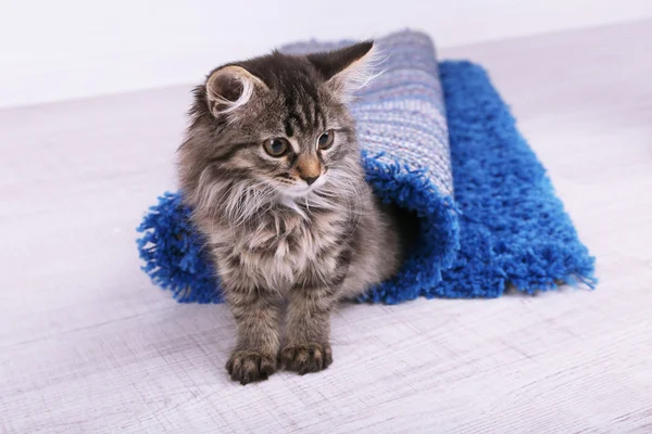 Hermoso gatito en alfombra enrollada — Foto de Stock