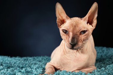 alında saç çizgisi Sphynx kedi koyu zemin üzerine mavi halı