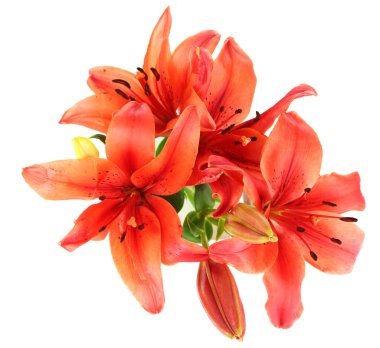 güzel zambak üzerinde beyaz izole