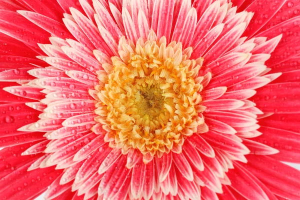 Schöne Gerberblume — Stockfoto