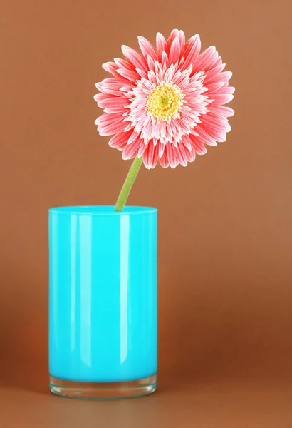 Beautiful Gerber flower — Stock Photo, Image