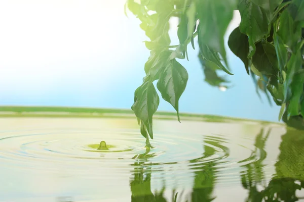 Foglie verdi con riflesso in acqua — Foto Stock