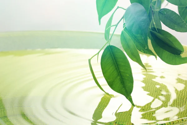 水の反射と緑の葉 — ストック写真