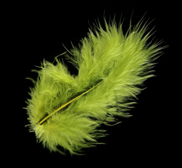 Bright feather on black background — Stock Photo, Image