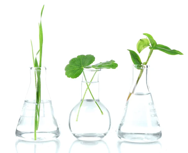 Plants in test tubes, isolated on white — Stock Photo, Image
