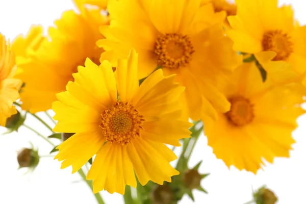 Beautiful wild flowers — Stock Photo, Image