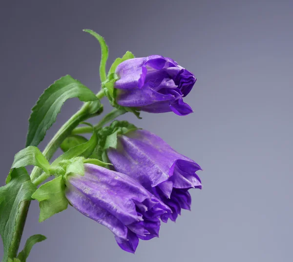 Beautiful wild flowers — Stock Photo, Image