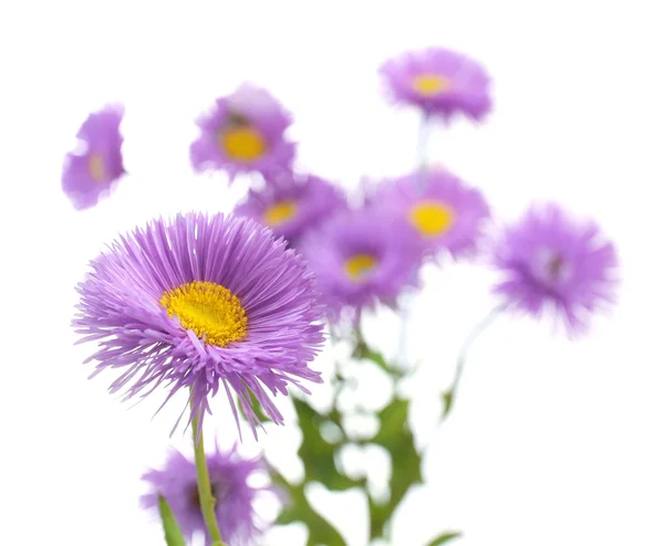 Beautiful wild flowers — Stock Photo, Image