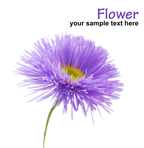 Prachtige wilde bloemen — Stockfoto