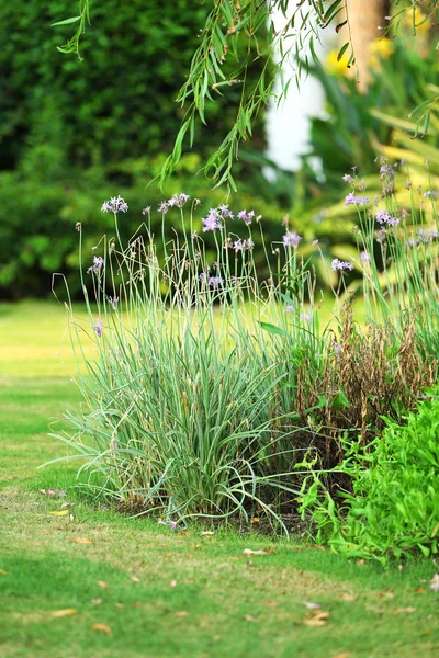 Bel aménagement paysager dans le jardin — Photo