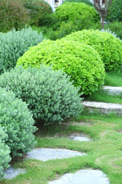 美しい緑豊かな茂み — ストック写真