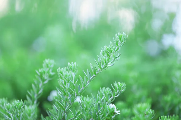 Vacker grön buske på nära håll — Stockfoto