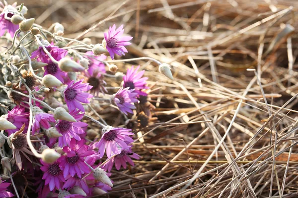 Beautiful wild flowers — Stock Photo, Image