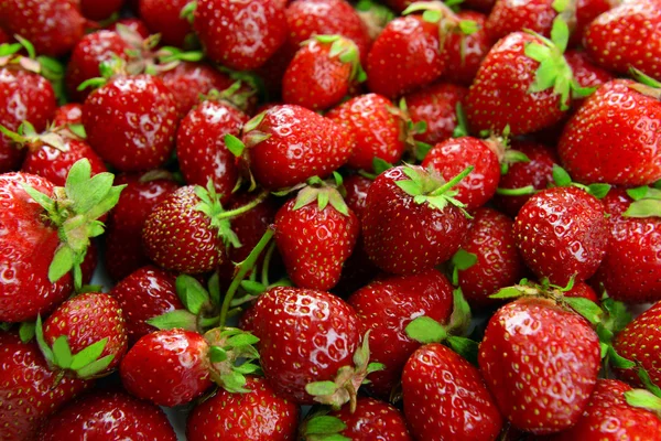 Modne søde jordbær - Stock-foto