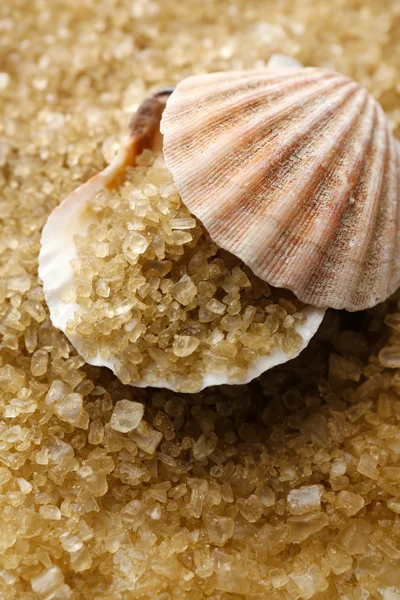 Sea salt and seashell Royalty Free Stock Photos