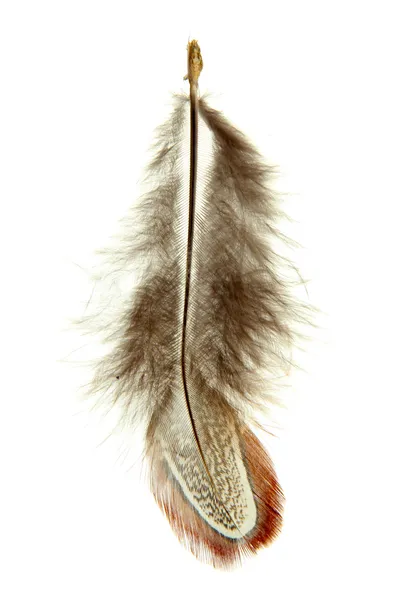 Beautiful decorative feather — Stock Photo, Image