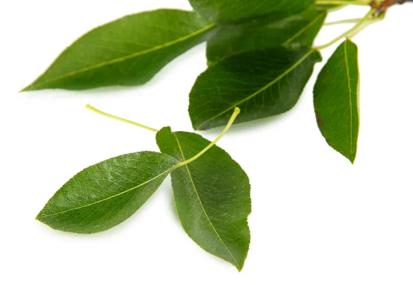 Green leaves isolated on white — Stock Photo, Image