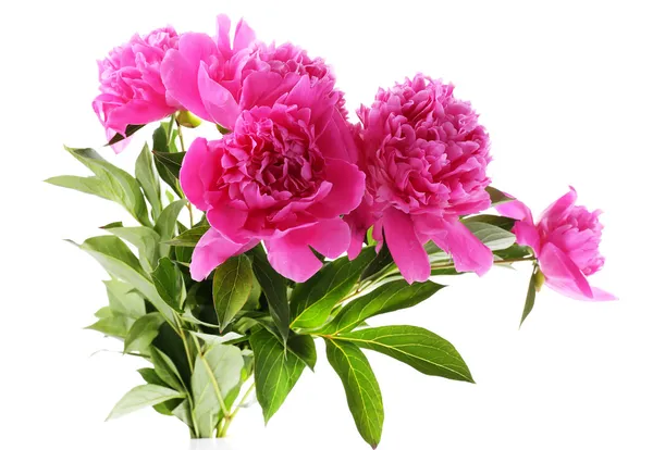 Beautiful pink peonies, isolated on white — Stock Photo, Image