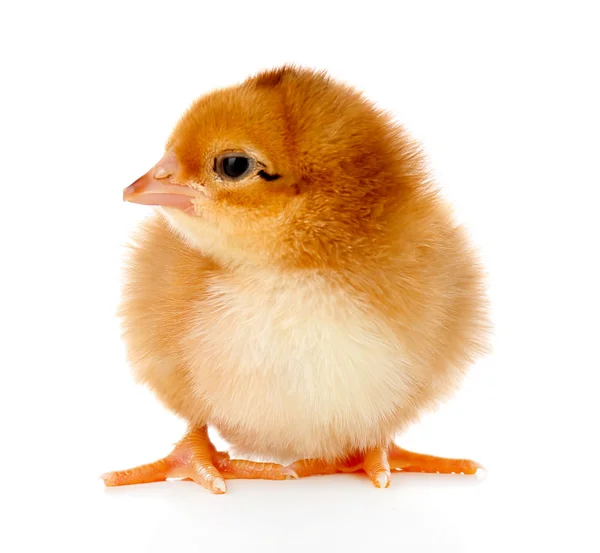 Petit poulet mignon isolé sur blanc — Photo