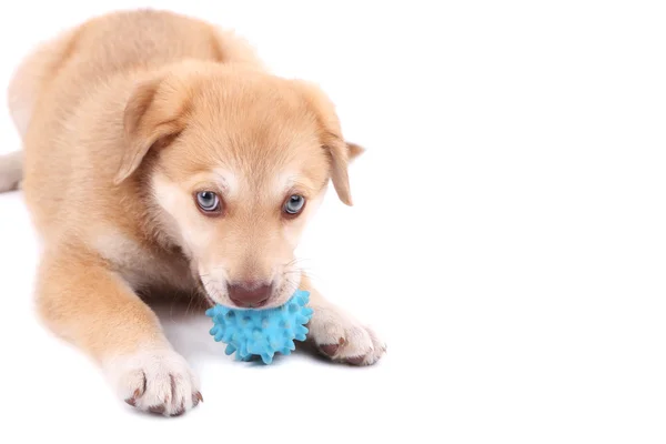 Liten söt golden retriever valp, isolerad på vit — Stockfoto