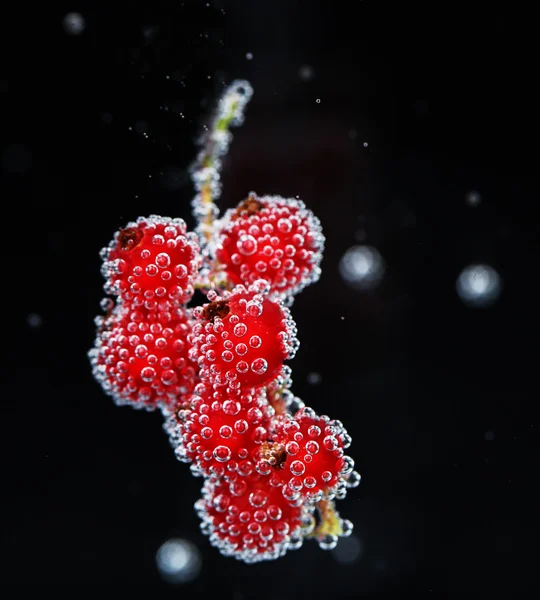 Belle groseille rouge mûre dans l'eau avec des bulles, isolée sur blanc — Photo