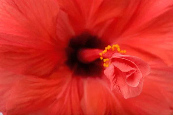 Red Hibiscus flor, close-up — Fotografia de Stock