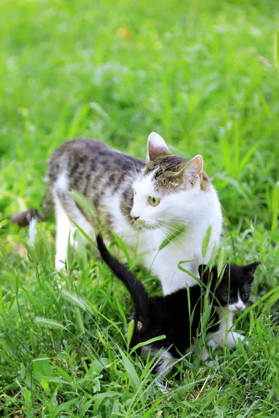 Leuk weinig katje met zijn moeder, buitenshuis — Stockfoto