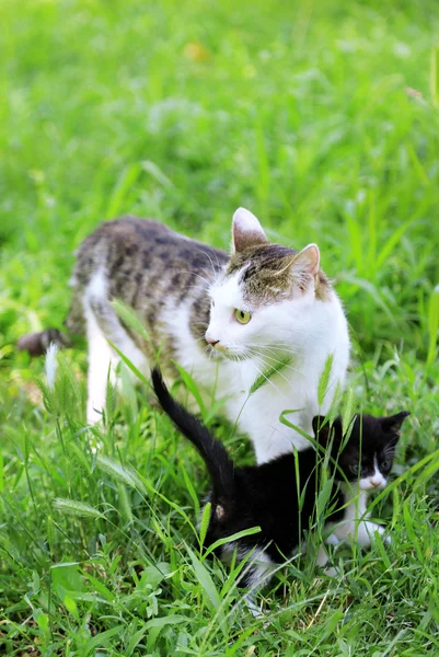 Cute little kitten with his mom, outdoors — Stock Photo, Image