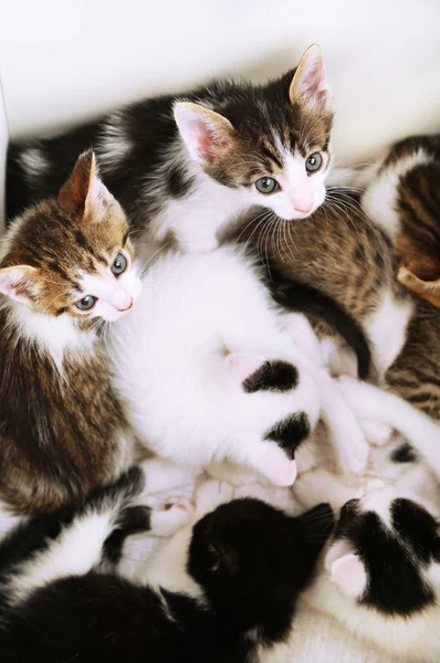 Gatinhos bonitos, close-up — Fotografia de Stock