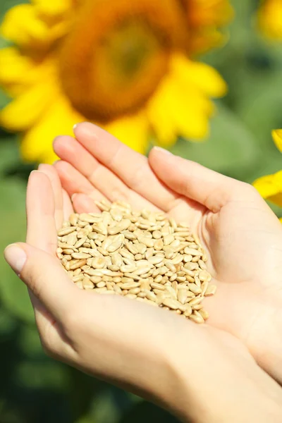 Hands holding sunflower seeds in field — Stock Photo, Image