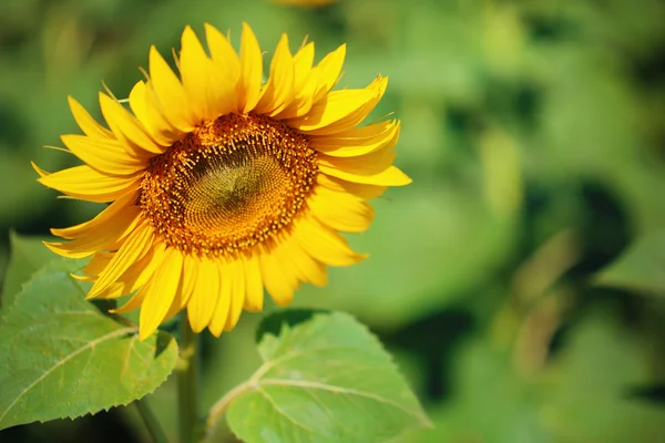 Krásné slunečnice v oboru — Stock fotografie