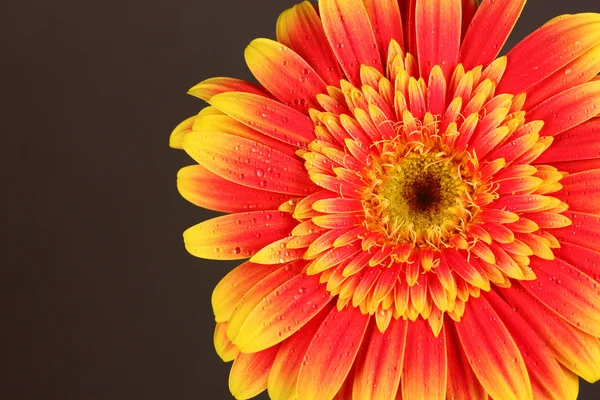 Gri arka plan üzerinde güzel gerber çiçek — Stok fotoğraf