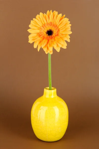 Bela flor Gerber no fundo marrom — Fotografia de Stock